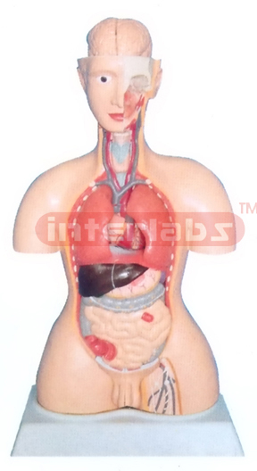 85 CM TALL INDO-TYPE HUMAN TORSO MODEL WITH BASE